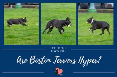 are boston terrier puppies hyper