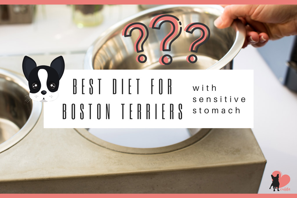 best food for boston terrier with sensitive stomach