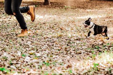 What Indoor Games Can I Play to Keep my Boston Terrier Busy? •