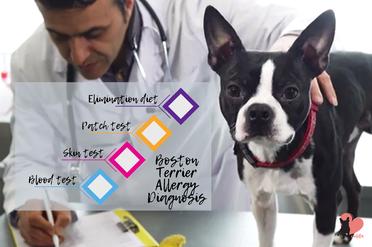 what foods are boston terriers allergic to