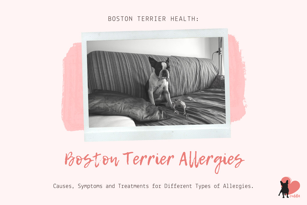 boston terrier hotspots