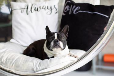 can boston terriers be left home alone