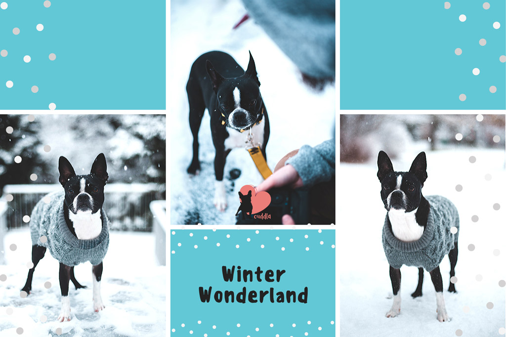 boston-terrier-cold-in-winter