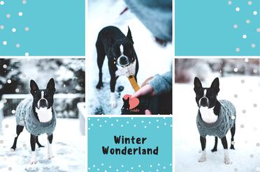 can boston terriers handle cold weather