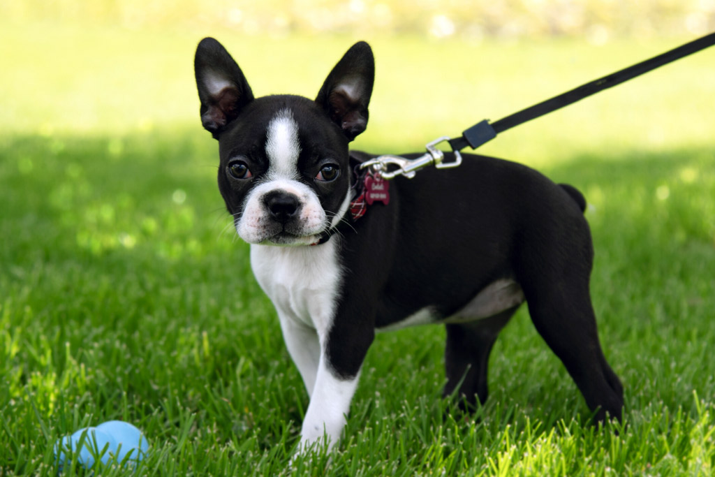 merle boston terrier puppies for sale