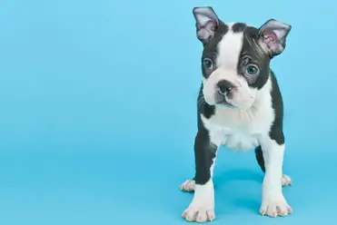 Blue Boston Terriers And Other Rare Colours With Pictures