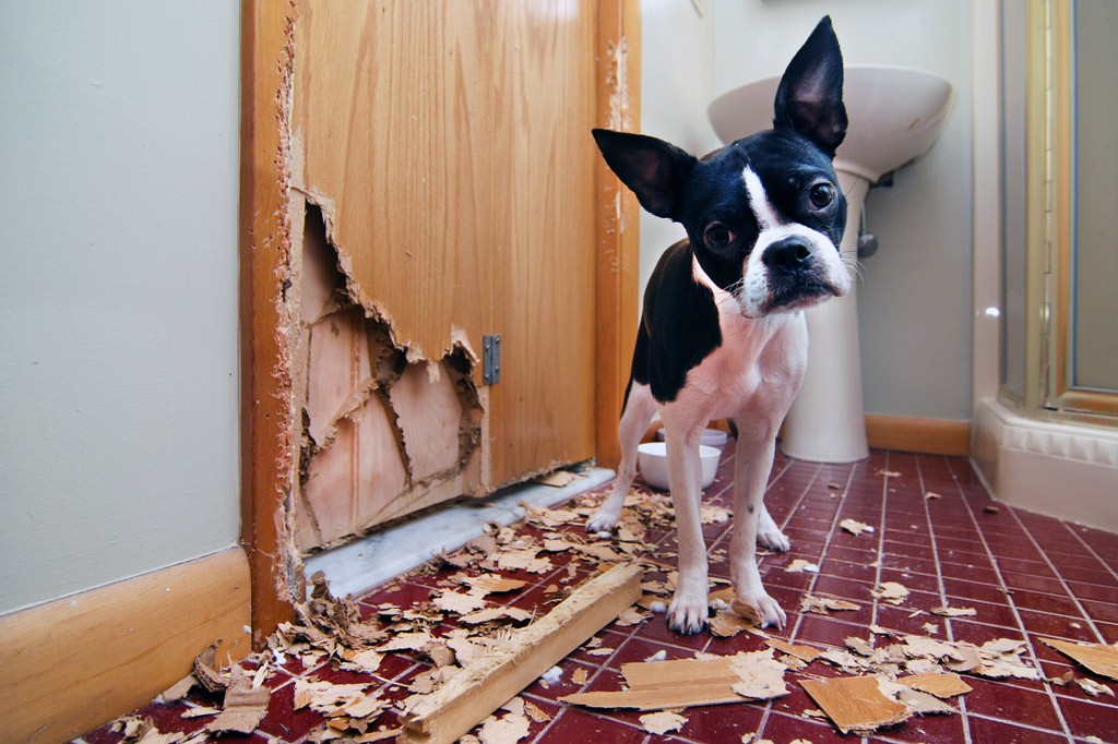 best crate for boston terrier