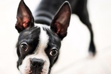 How To Crate Train A Boston Terrier Puppy