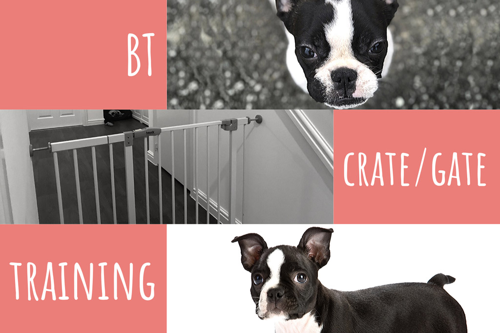 boston terrier crate training