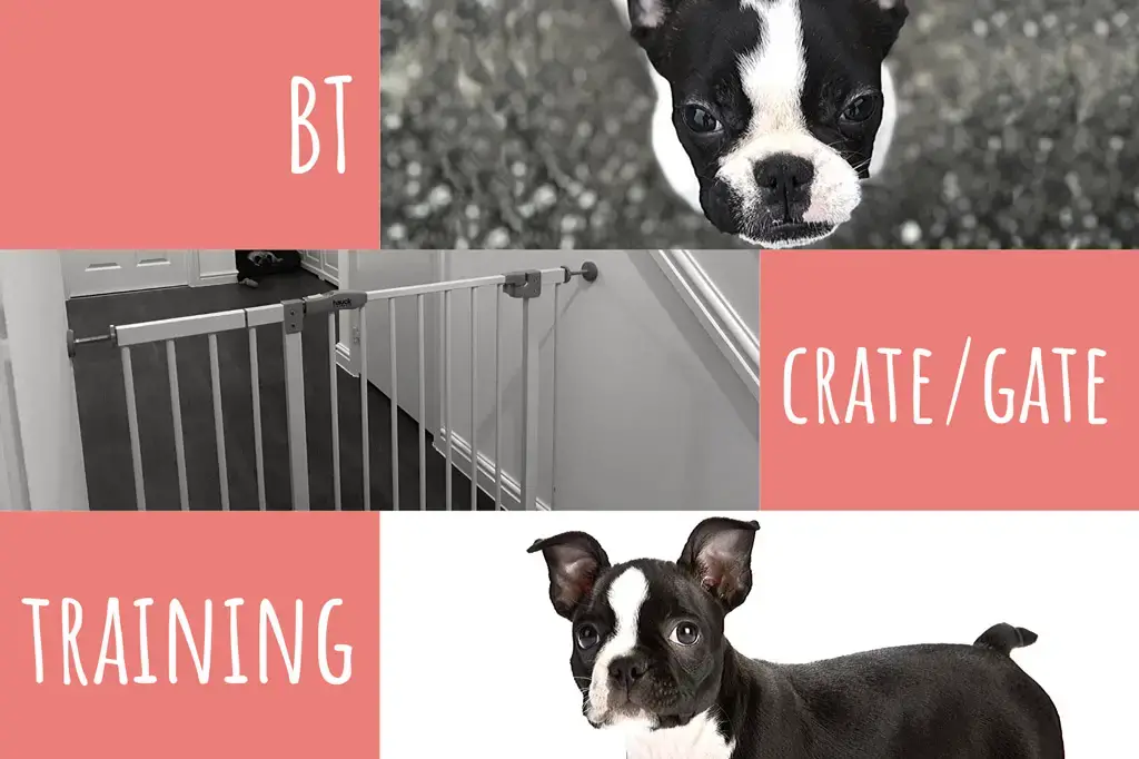 how to train my boston terrier