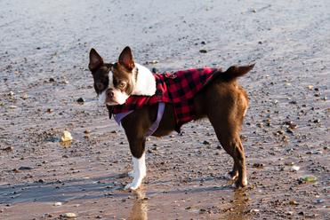 why are boston terriers tails crooked