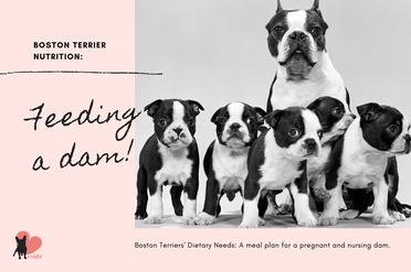 how much should my boston terrier puppy eat