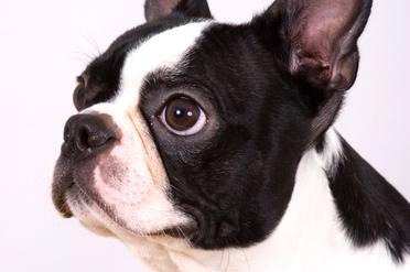 how do you clean a boston terriers ears