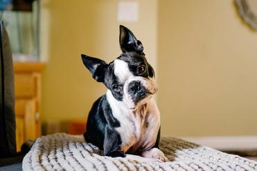 do boston terriers have dander