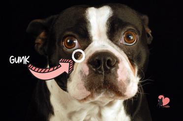 how do you clean boston terrier eyes