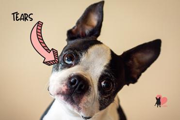 how do you clean boston terrier eyes