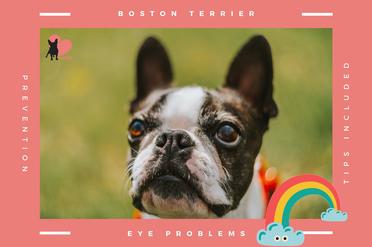 are boston terriers prone to diabetes