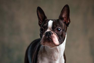 How Do You Clean A Boston Terriers Face