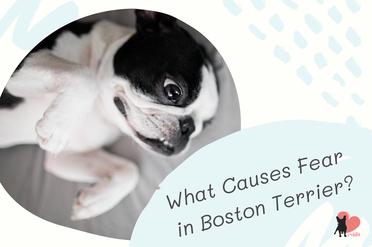 are boston terriers nervous dogs