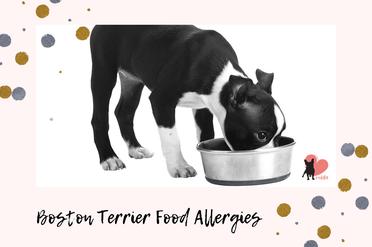 what foods are boston terriers allergic to