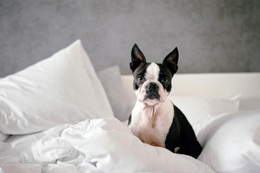 do boston terriers have dander