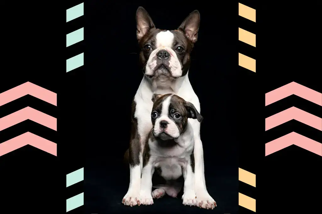 how big do boston terriers grow