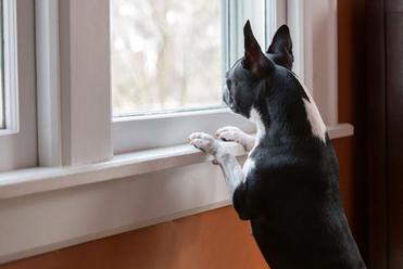 can boston terriers be left home alone