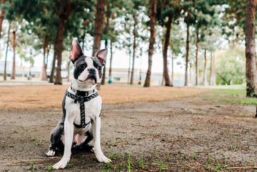 What Indoor Games Can I Play to Keep my Boston Terrier Busy? •