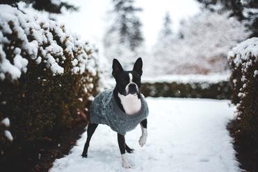 can boston terriers handle cold weather