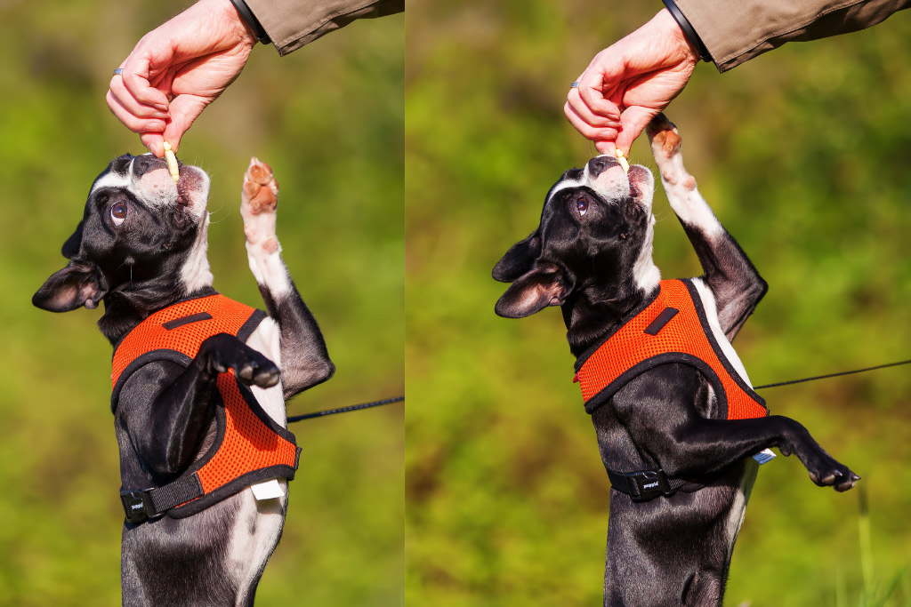 boston terrier leash training