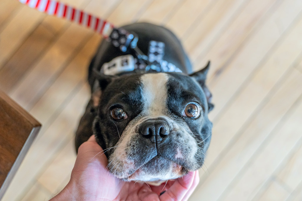 boston terrier leash training