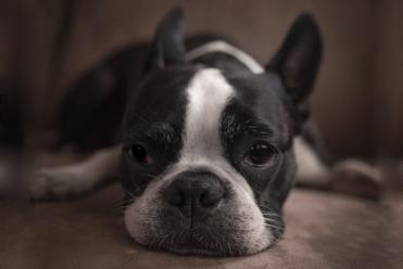 are boston terrier noisy