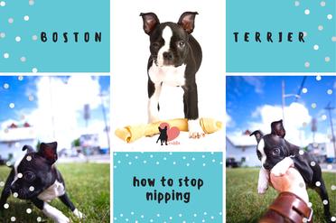 how do i get my boston terrier to stop biting