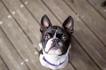 What Indoor Games Can I Play to Keep my Boston Terrier Busy? •