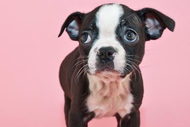 are boston terrier puppies easy to potty train