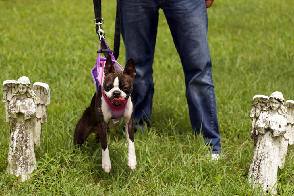 boston terrier pulling on leash