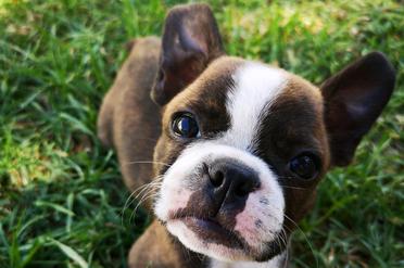 how much does boston terrier maintenance cost