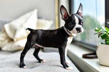 can a boston terrier be left alone