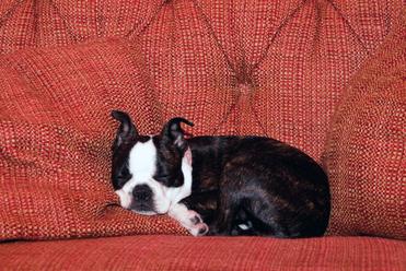 do boston terriers sleep alot