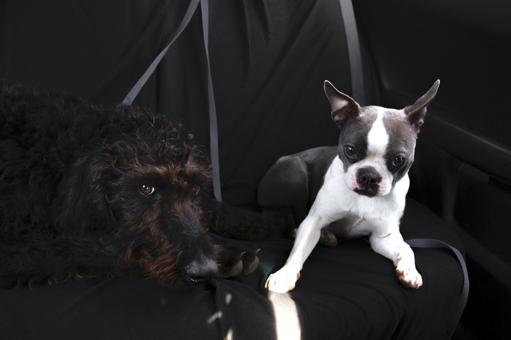 boston-terrier-puppy-socialization-stage