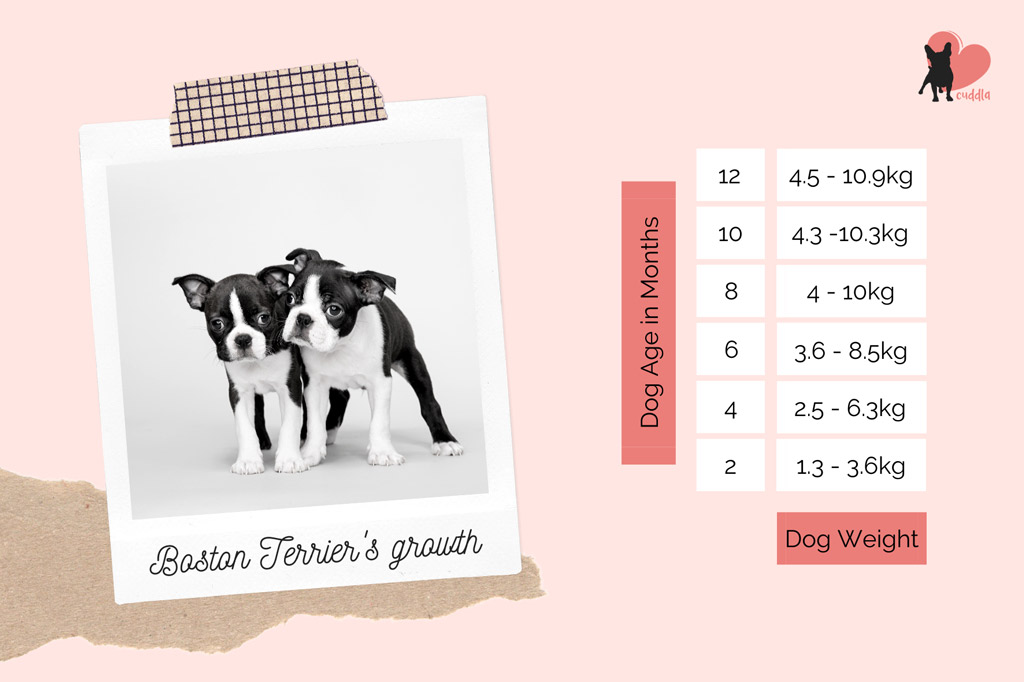 boston-terrier-puppy-weight-chart