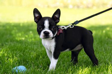 how long before boston terrier ears stand up