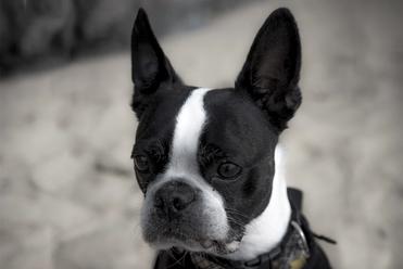 are boston terrier noisy