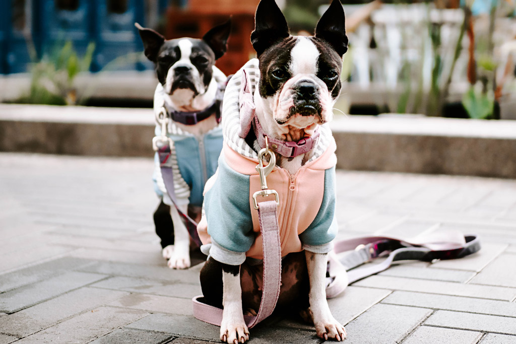 sweaters for boston terriers