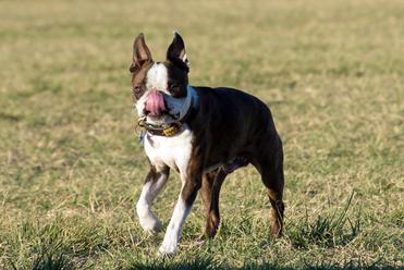 why does my boston terrier lick me so much