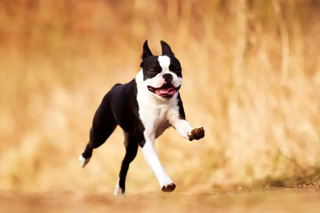 boston-terrier-training