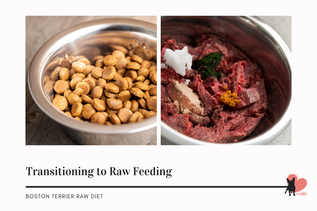 boston terrier raw diet