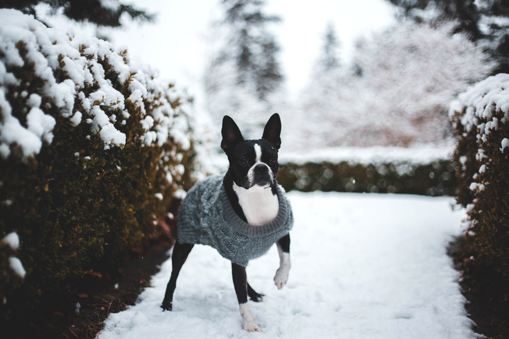 boston-terrier-wearing-a-sweater