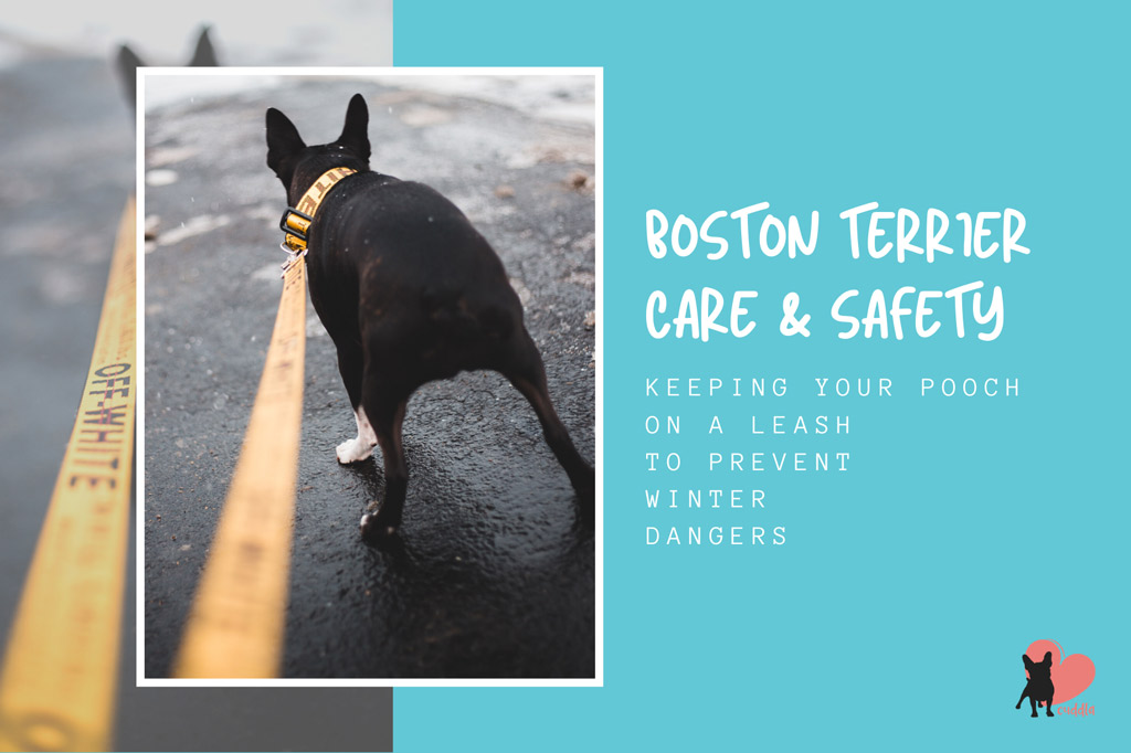 boston-terrier-winter-walks-safety