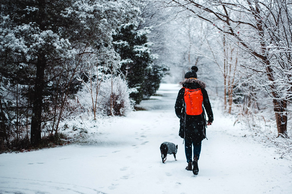 boston-terrier-winter-walks